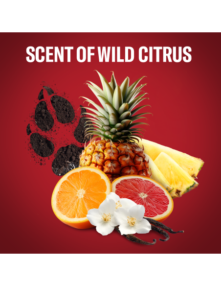 Old Spice Wolfthorn meeste pulkdeodorant, 50 ml