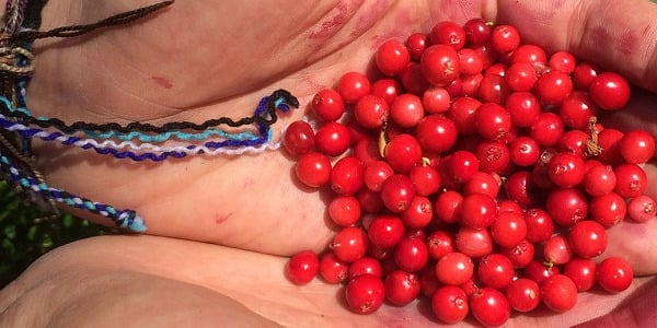 5 põhjust, miks tuleks kevadel juua klaas puhast marjamahla päevas