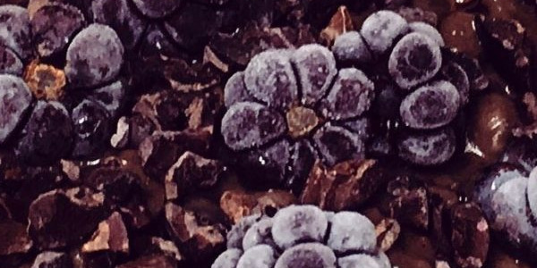 Rikkalikult šokolaadine kaerahelbepuder