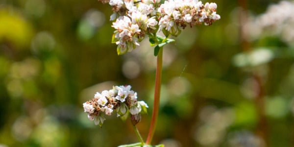 Sinu keha tänab sind ehk toortatra isemoodi ramm 