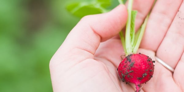 Oluline põhjus, miks eelistada veganina mahetoitu