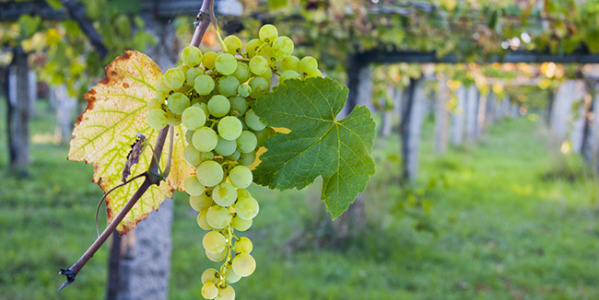 Veinisõbra vinged viinamarjad