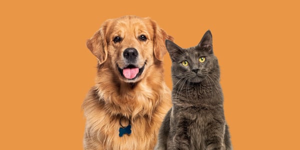 Dr. Stern – eestimaine lemmikloomabränd