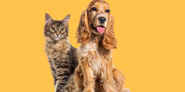 Lemmiku igapäevane hügieen Dr. Sterni loodustoodetega