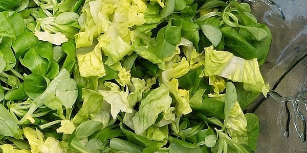 Toortoit varustab organismi suurel hulgal vajalike ainetega