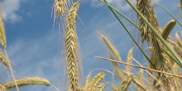 Mis on mahetoit ja miks ma peaksin seda tarbima?