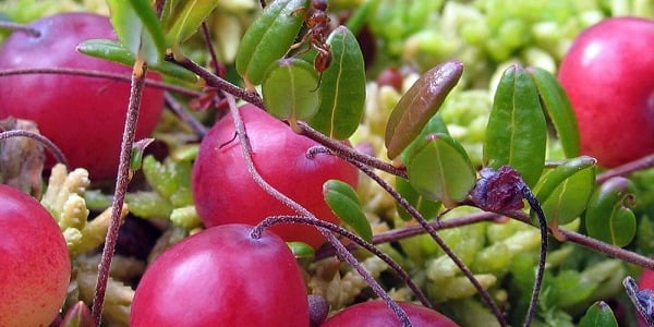 Jõhvikas - põhjamaa metsade võlumari