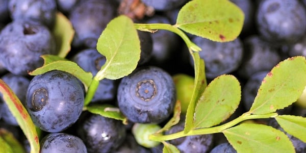 Miks võiksid talvel iga päev marju süüa?